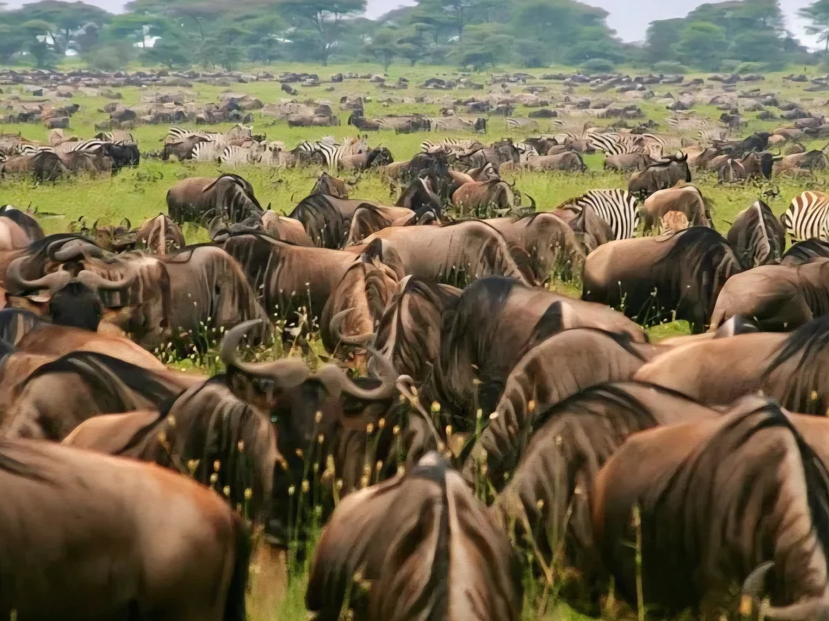 5-Day Luxury Safari - Kenya Wildebeest Migration